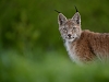 Ilves